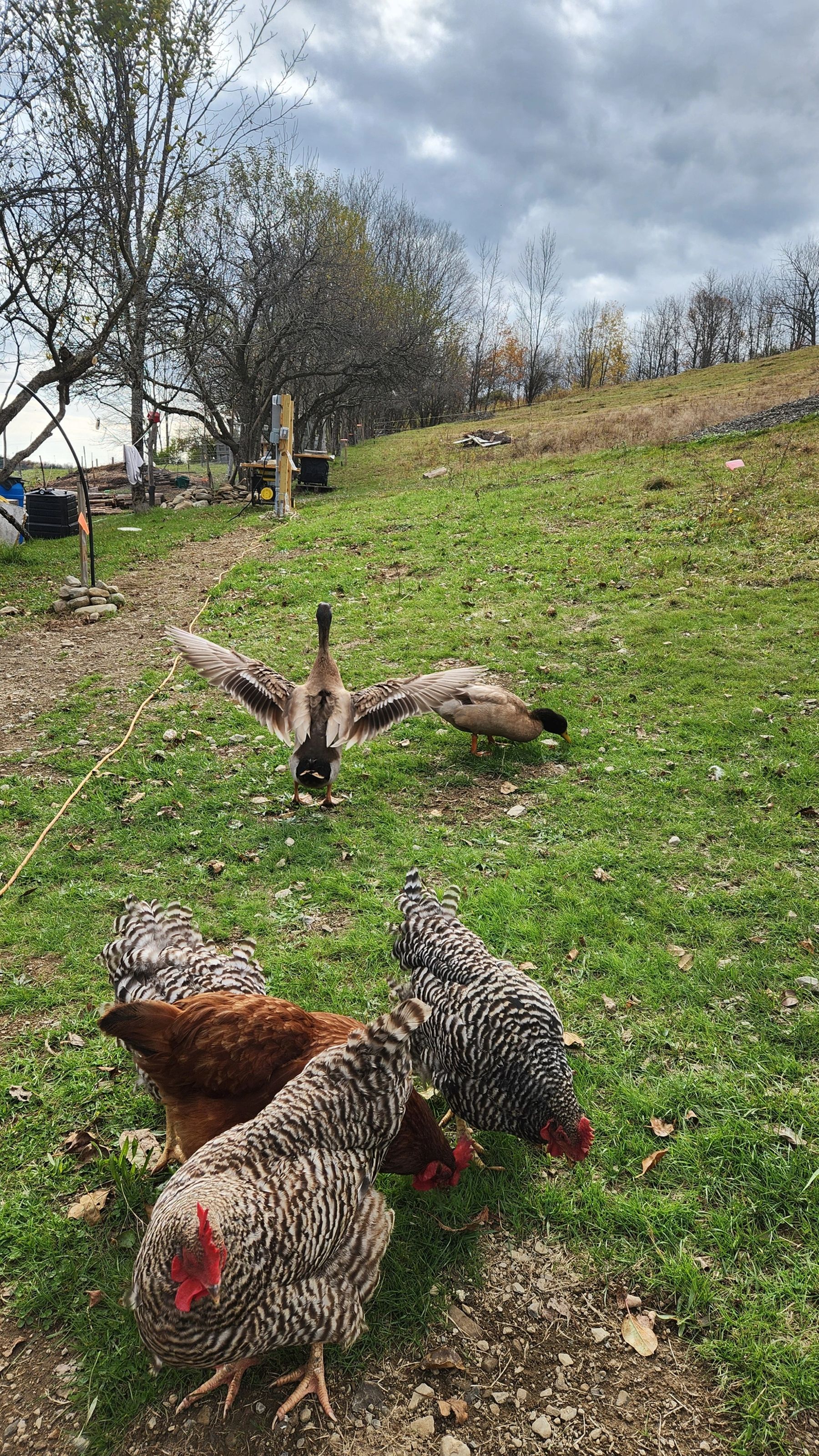 Farm animals at Ahava Farms