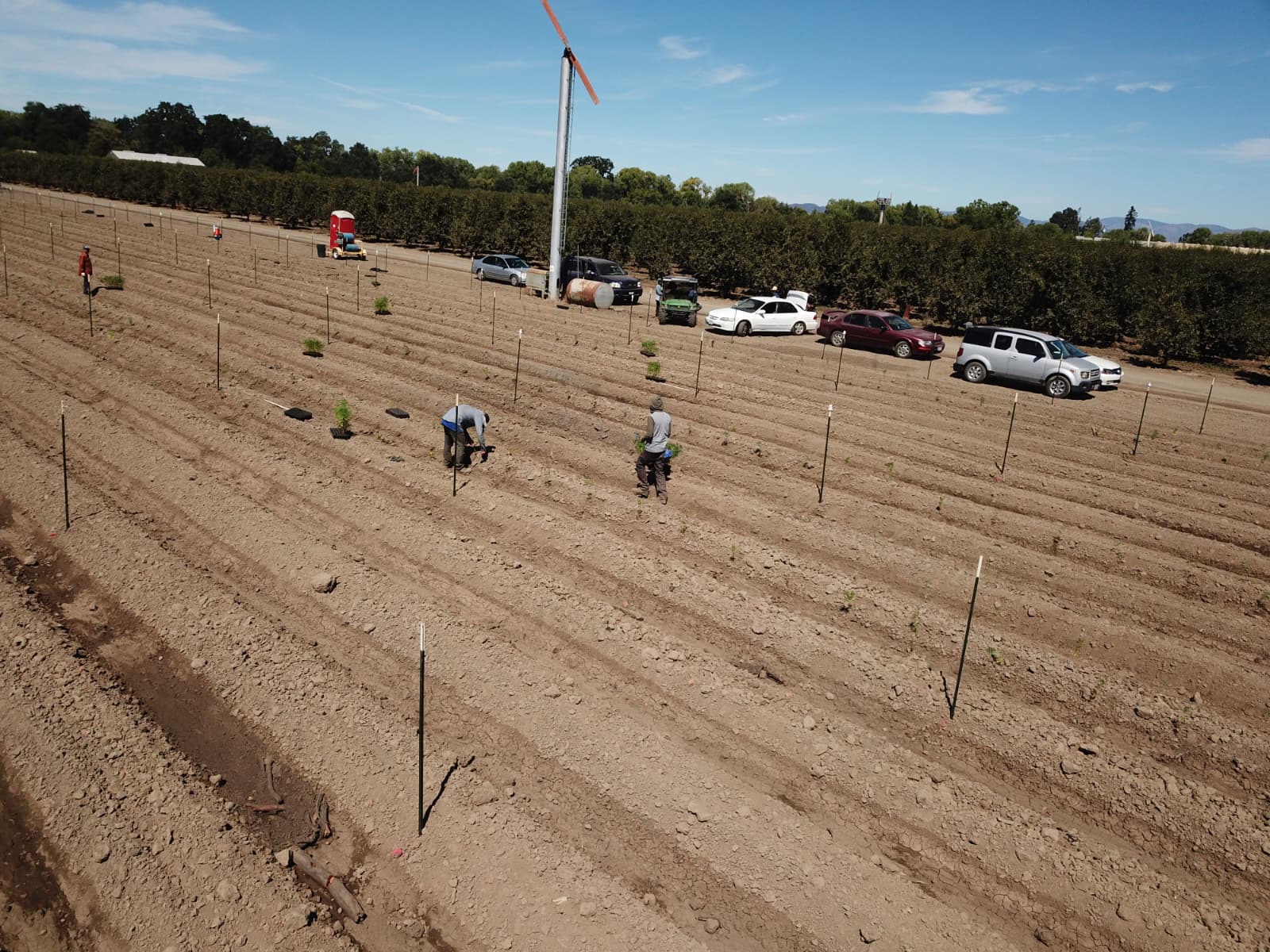 Workers planting in the fields