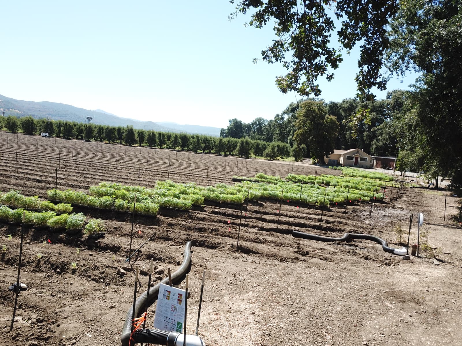 Growing crops with mountain views