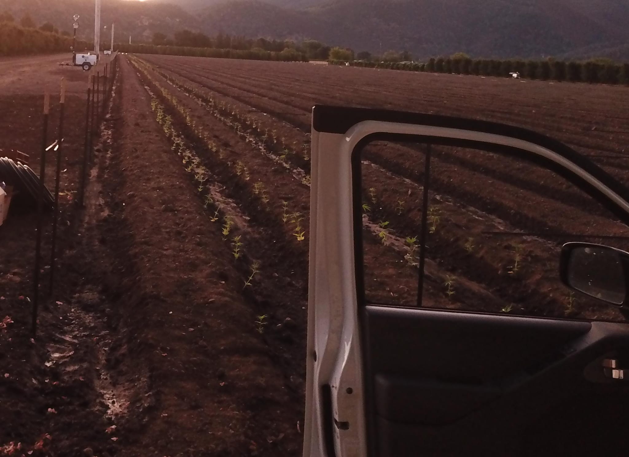 Sunset over planted rows